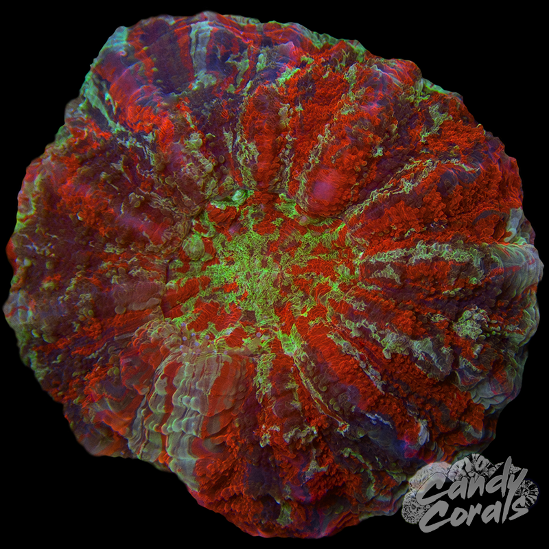 Ultra Rainbow Acanthophyllia WYSIWYG 42