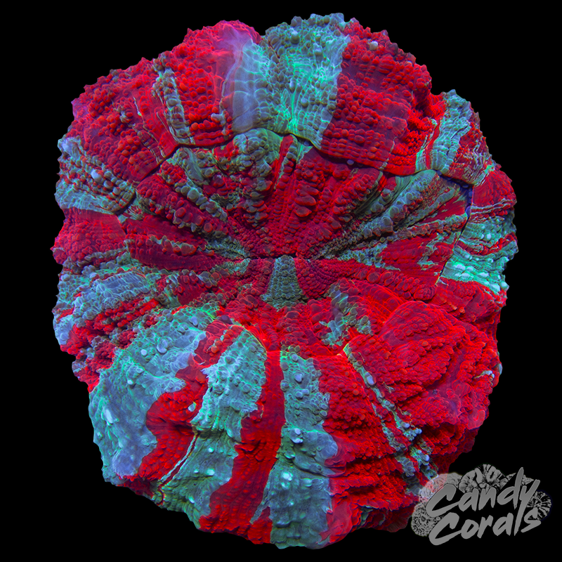 Ultra Rainbow Acanthophyllia WYSIWYG 72