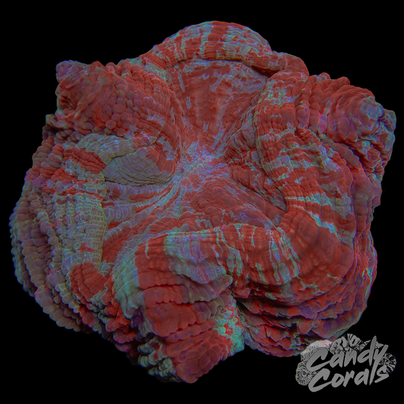 Ultra Rainbow Acanthophyllia WYSIWYG 34