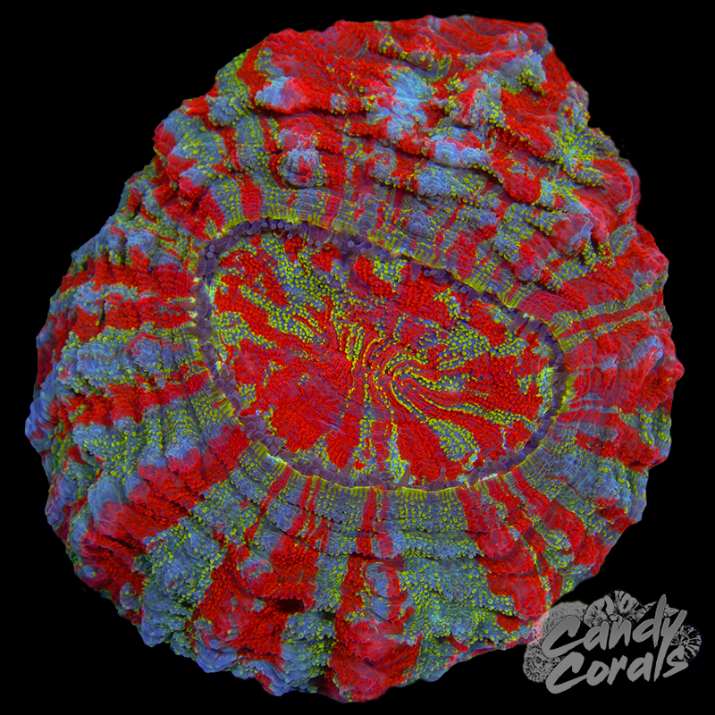 Ultra Rainbow Acanthophyllia WYSIWYG 20