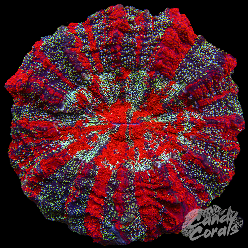 Galaxy Ultra Acanthophyllia WYSIWYG 61