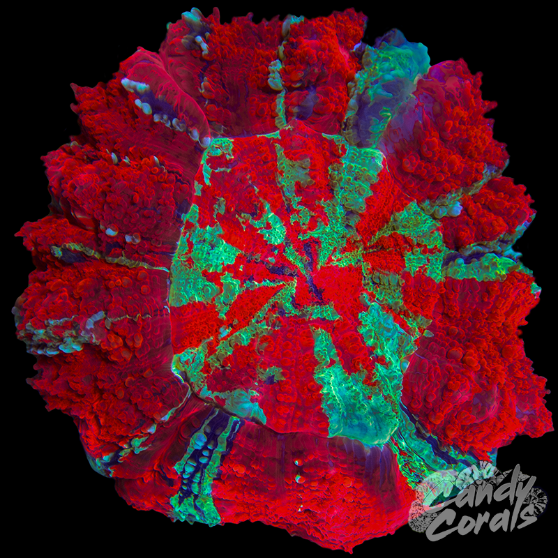 Ultra Acanthophyllia WYSIWYG 66