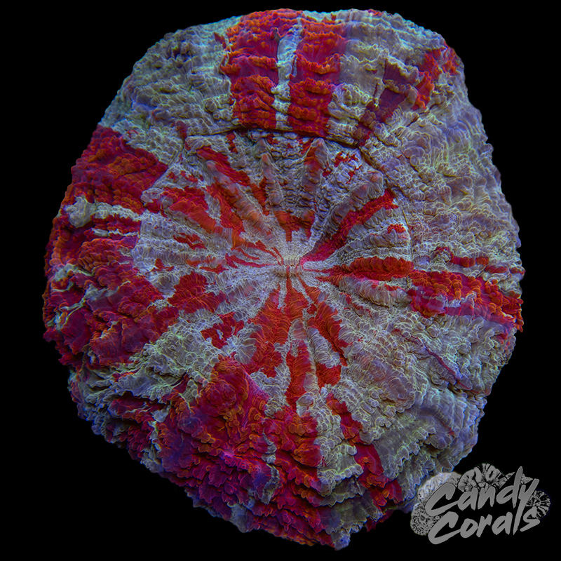 Ultra Rainbow Acanthophyllia WYSIWYG 21