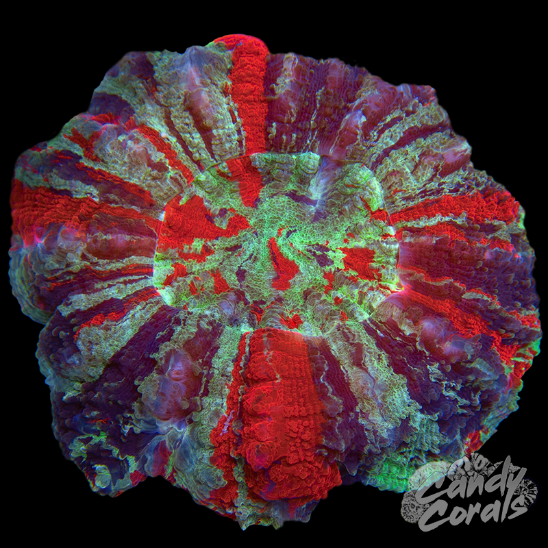Ultra Rainbow Acanthophyllia WYSIWYG 48