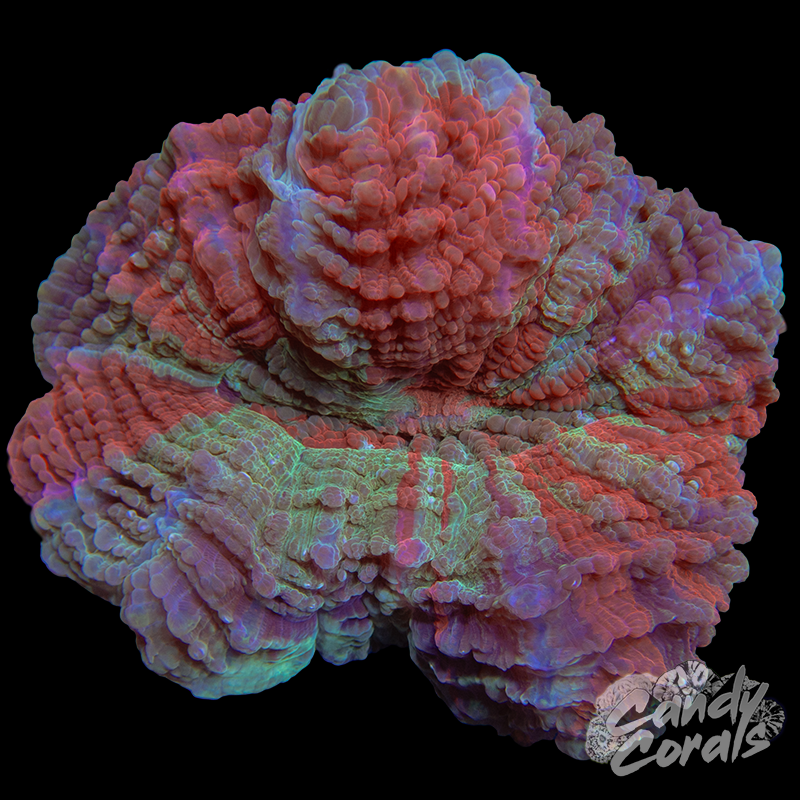 Ultra Rainbow Acanthophyllia WYSIWYG 36