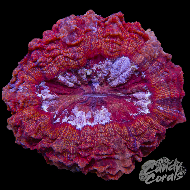Pink Acanthophyllia WYSIWYG 17