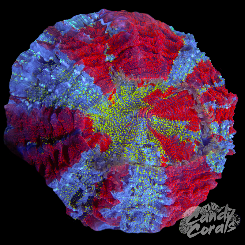 Ultra Rainbow Acanthophyllia WYSIWYG 21