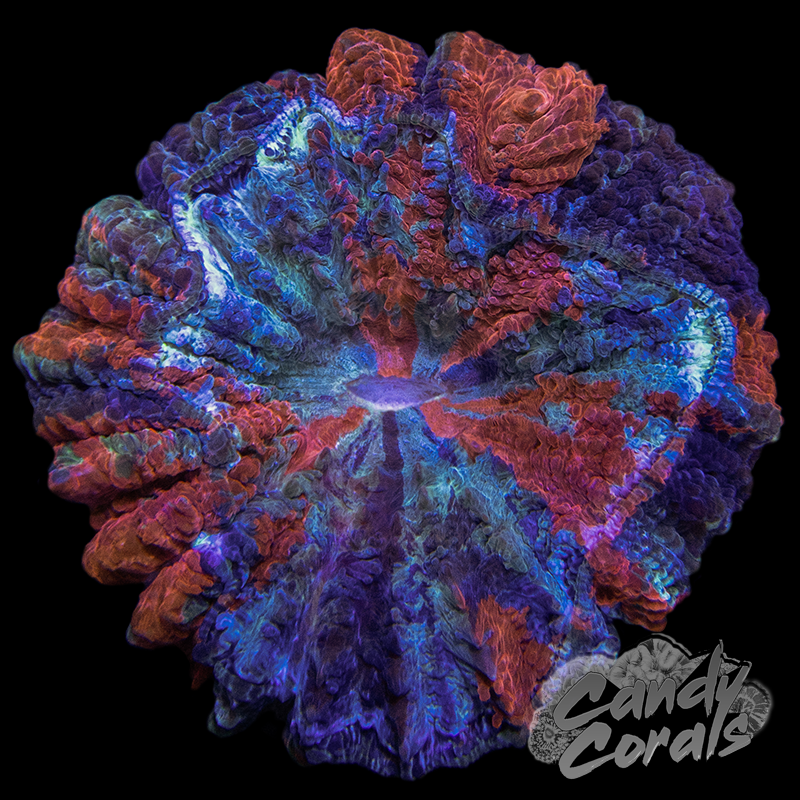 Ultra Rainbow Acanthophyllia WYSIWYG 46