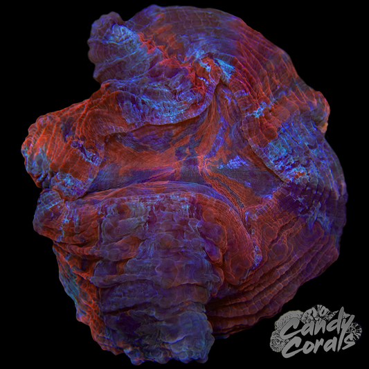 Ultra Rainbow Acanthophyllia WYSIWYG 69