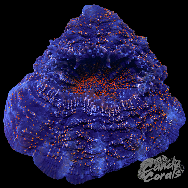 Galaxy Acanthophyllia WYSIWYG 73