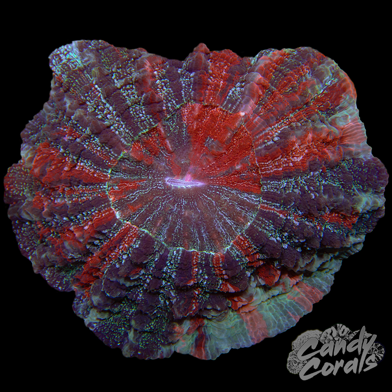 Ultra Rainbow Acanthophyllia WYSIWYG 92