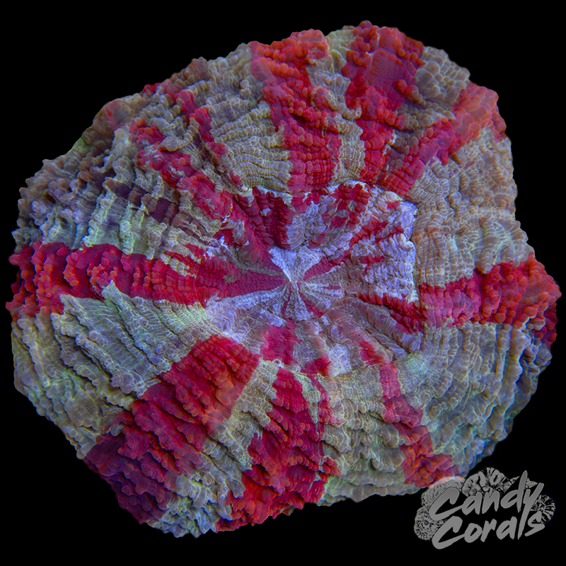 Ultra Rainbow Acanthophyllia WYSIWYG 24