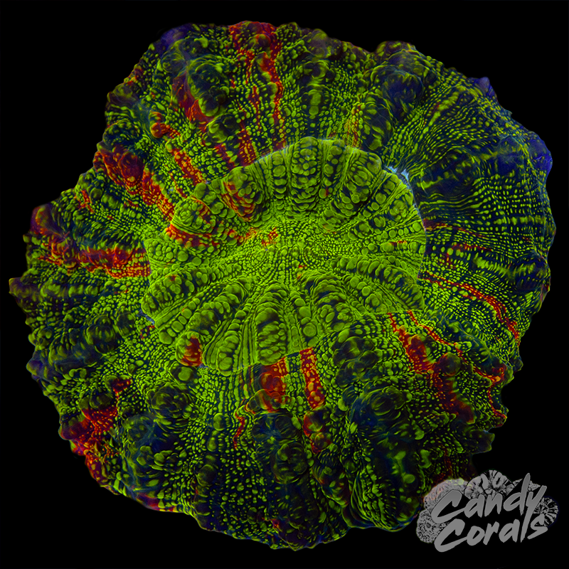 Ultra Acanthophyllia WYSIWYG 84