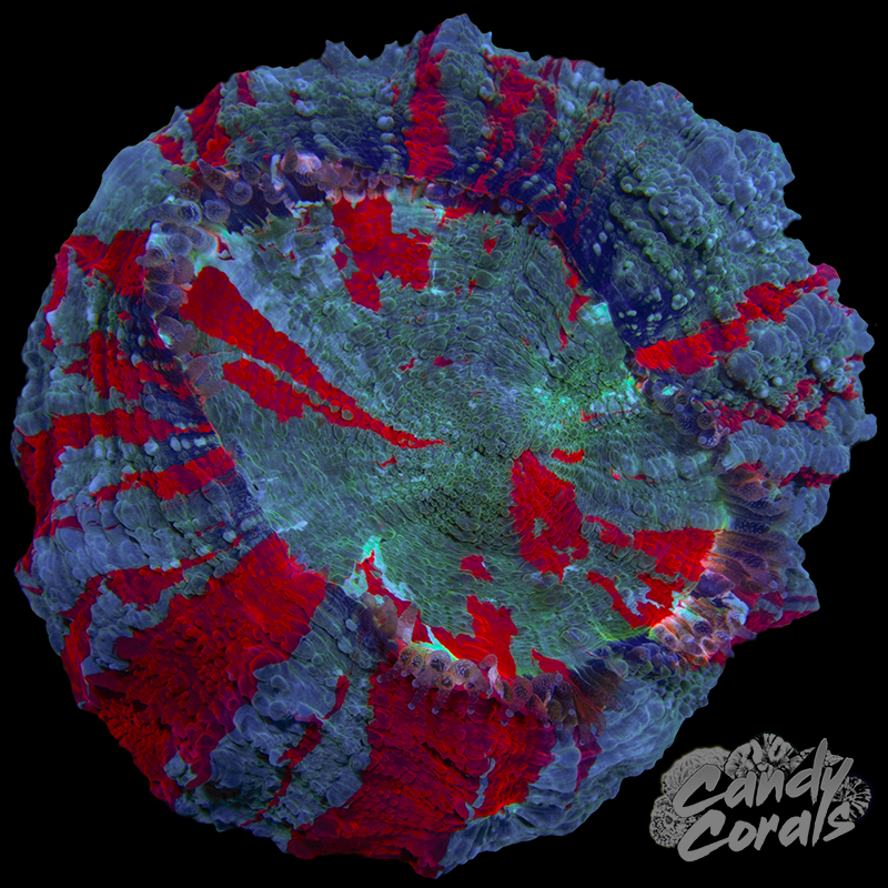 Ultra Rainbow Acanthophyllia WYSIWYG 22