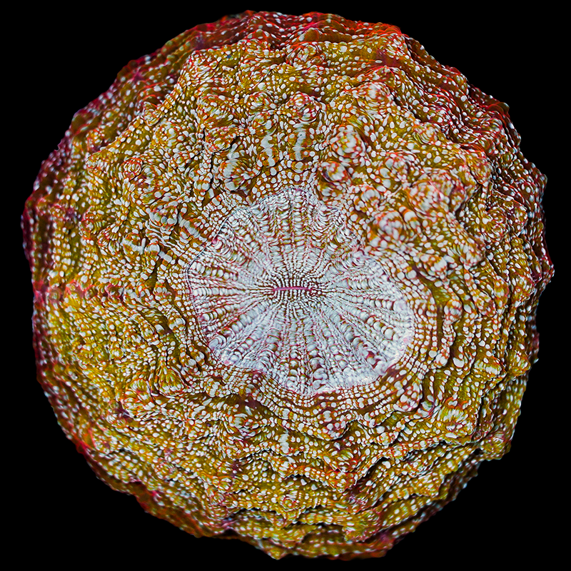 Rainbow Acanthophyllia WYSIWYG 124