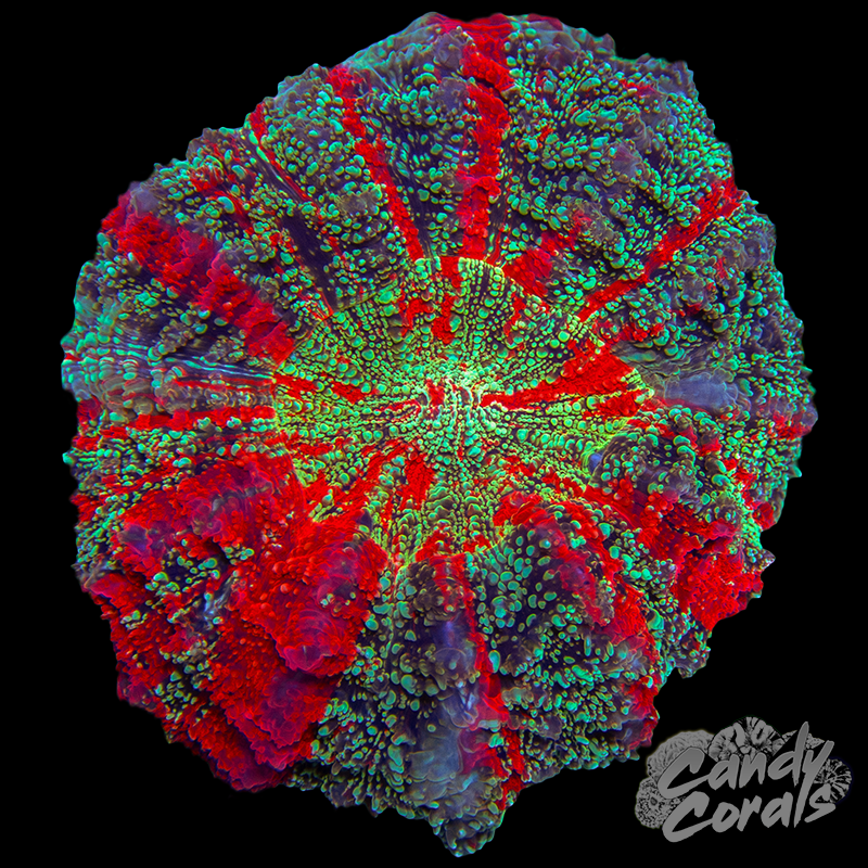 Galaxy Rainbow Acanthophyllia WYSIWYG 67