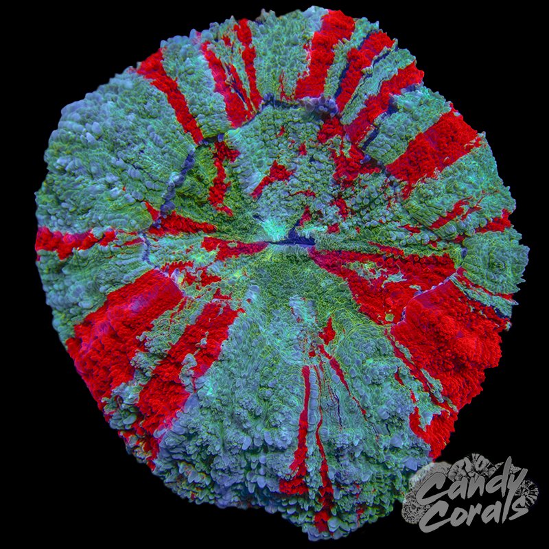 Ultra Acanthophyllia WYSIWYG 12