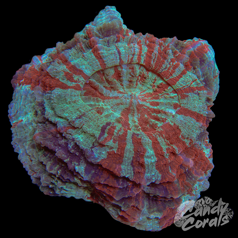 Ultra Rainbow Acanthophyllia WYSIWYG 38