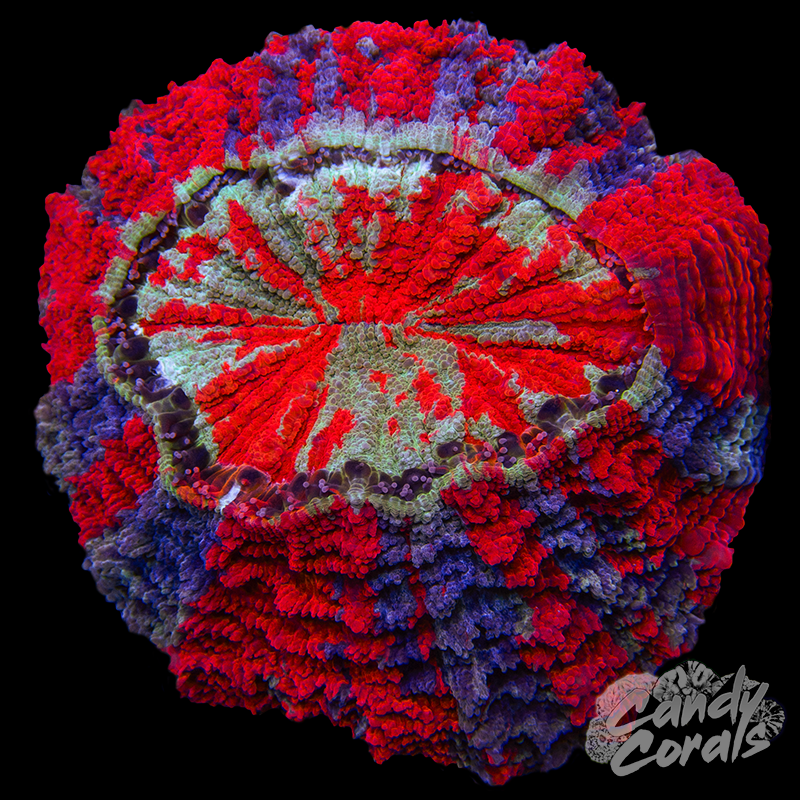 Ultra Rainbow Acanthophyllia WYSIWYG 25