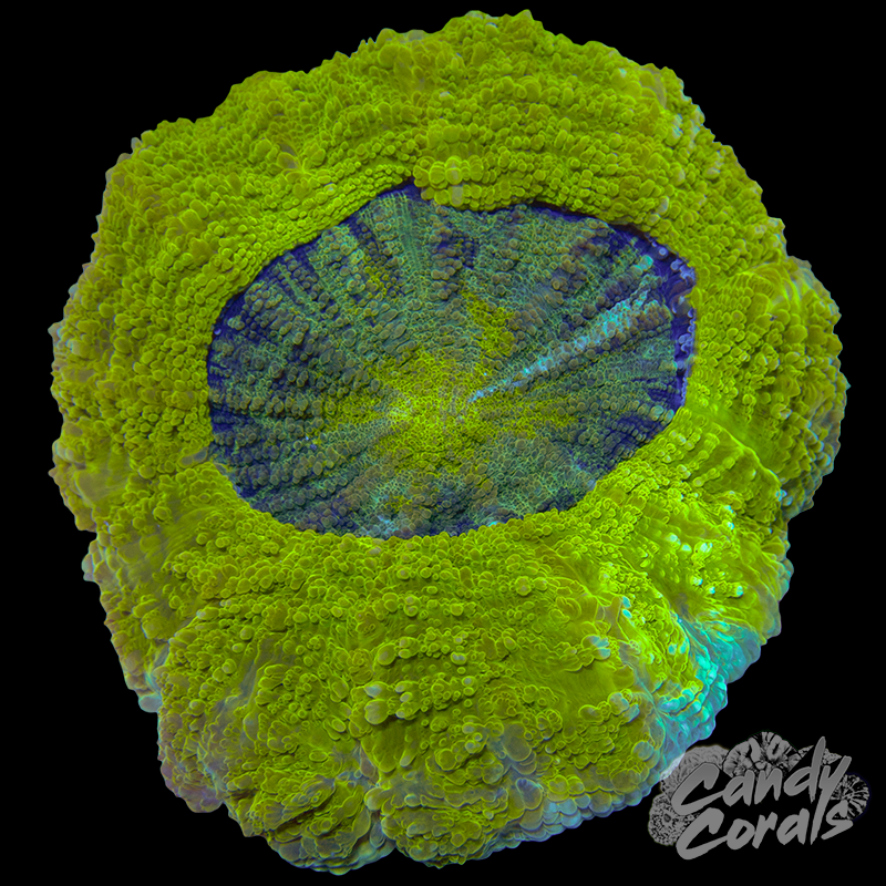 Yellow Acanthophyllia WYSIWYG 74