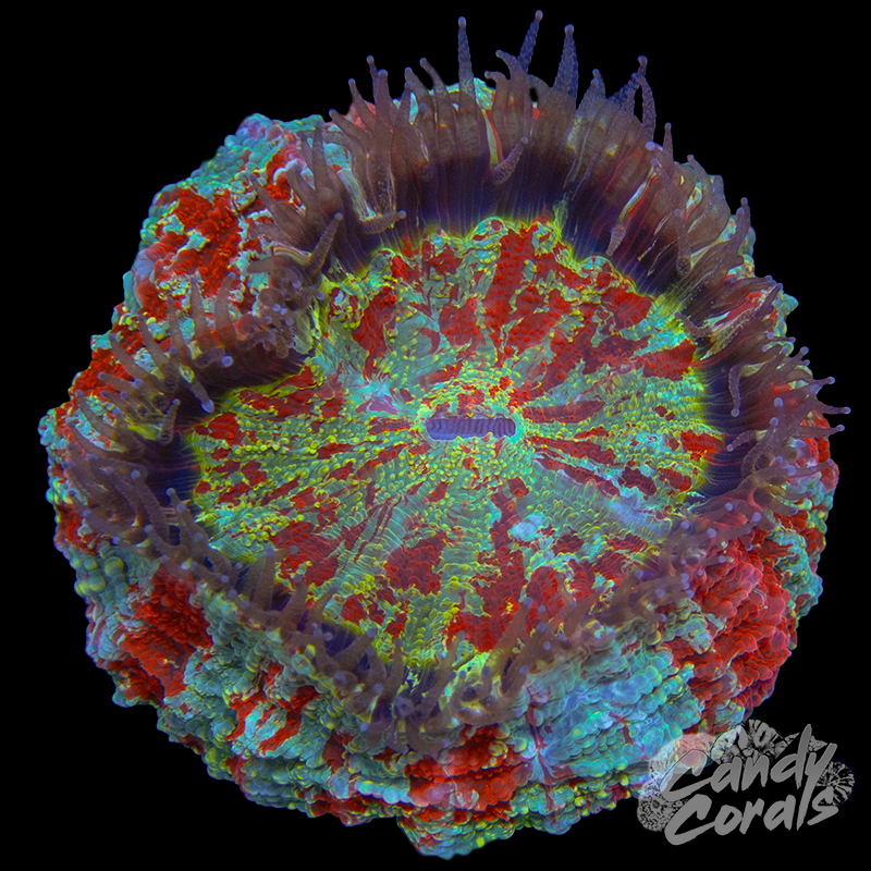 Ultra Rainbow Acanthophyllia WYSIWYG 23
