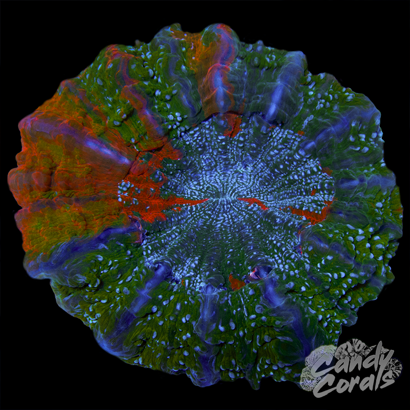 Ultra Acanthophyllia WYSIWYG 85