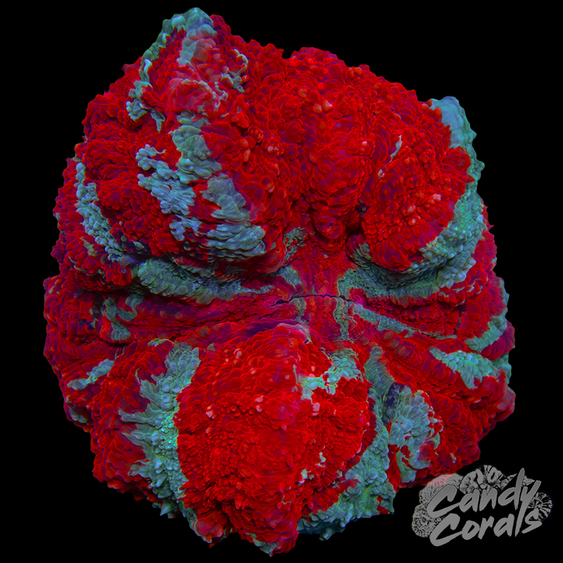 Ultra Acanthophyllia WYSIWYG 13