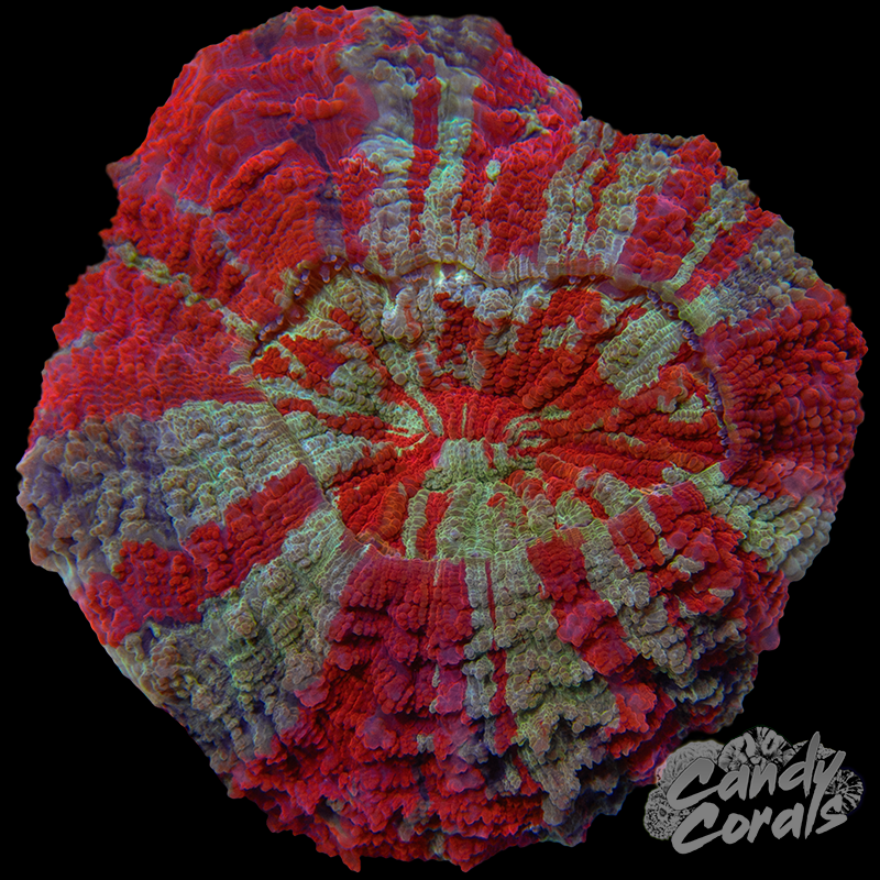 Ultra Rainbow Acanthophyllia WYSIWYG 25