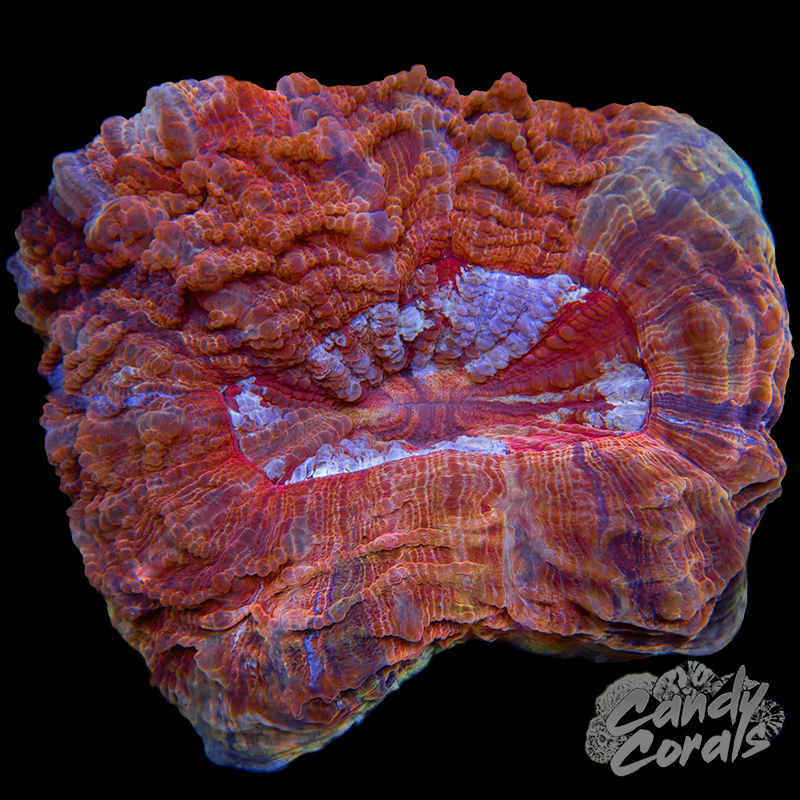 Ultra Rainbow Acanthophyllia WYSIWYG 17