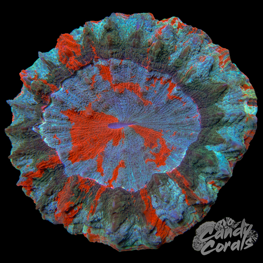 Ultra Rainbow Acanthophyllia WYSIWYG 23