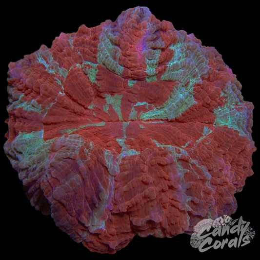 Ultra Rainbow Acanthophyllia WYSIWYG 39