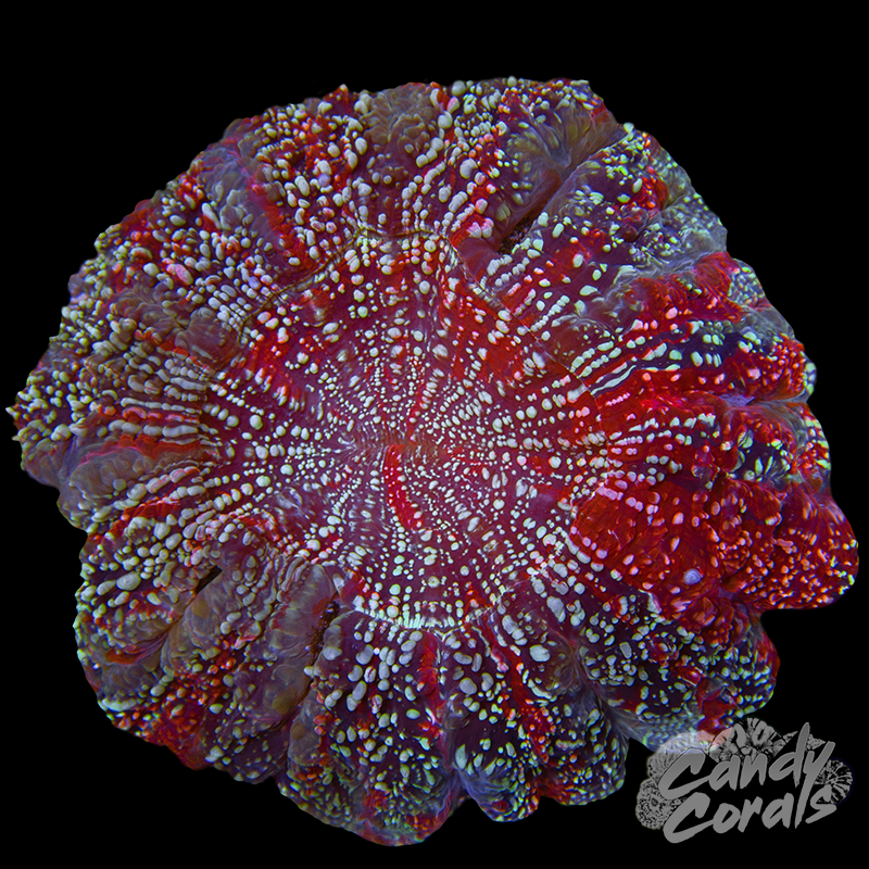 Ultra Rainbow Acanthophyllia WYSIWYG 58