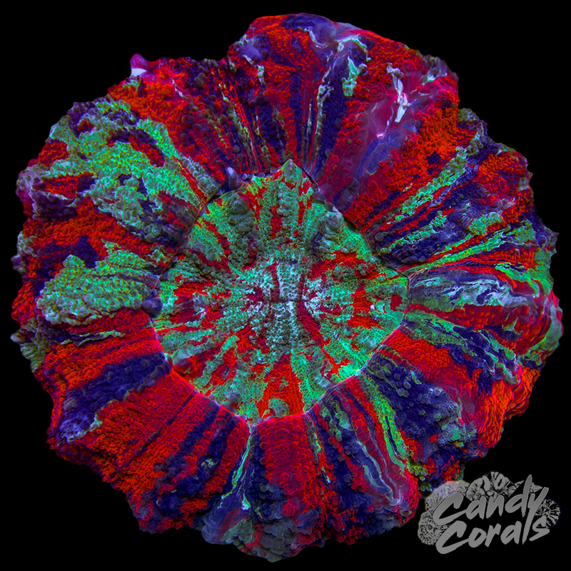 Ultra Rainbow Acanthophyllia WYSIWYG 69