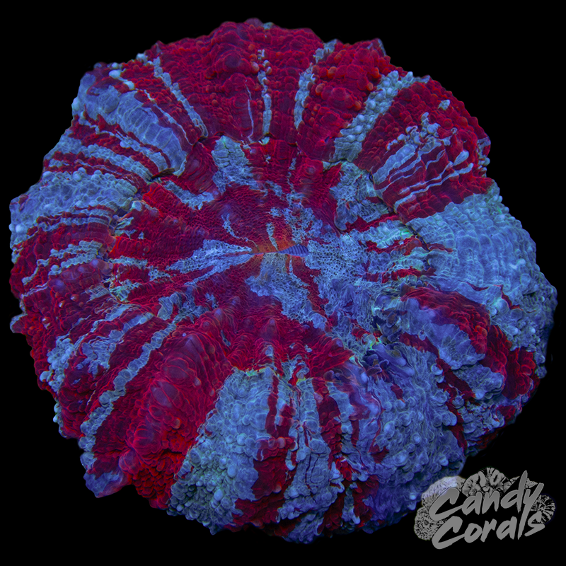 Ultra Acanthophyllia WYSIWYG 14