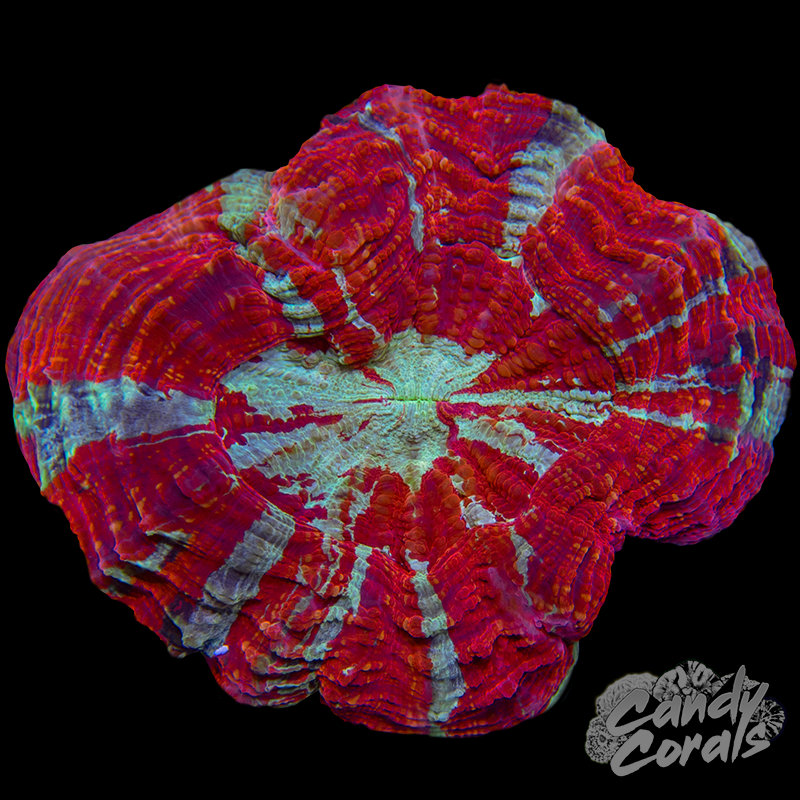 Ultra Rainbow Acanthophyllia WYSIWYG 29