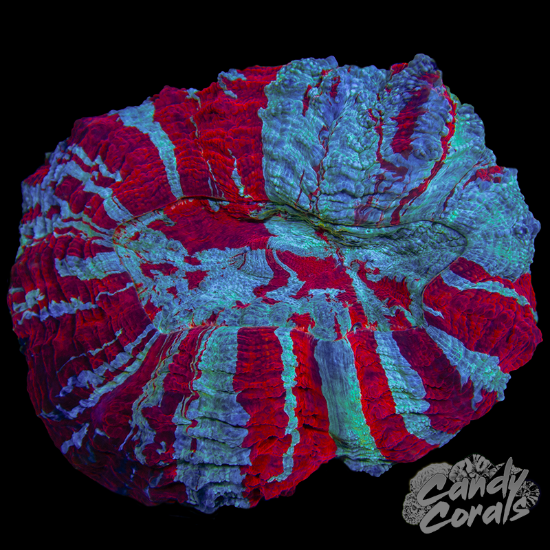 Ultra Rainbow Acanthophyllia WYSIWYG 25