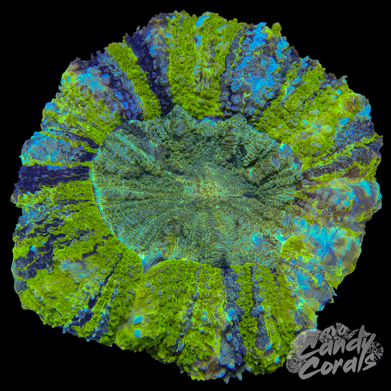 Rainbow Acanthophyllia WYSIWYG 75