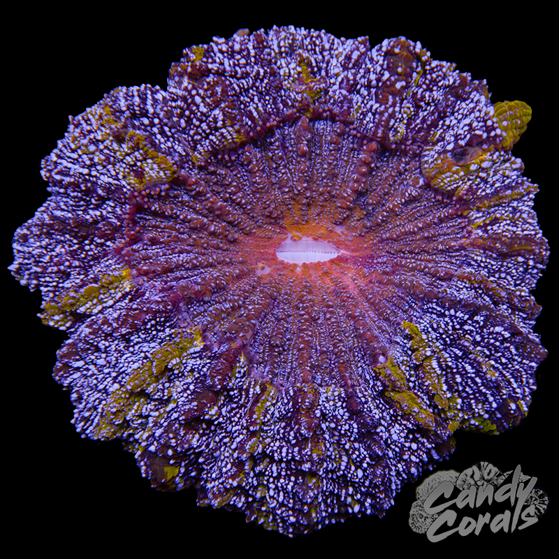 Ultra Rainbow Acanthophyllia WYSIWYG 93