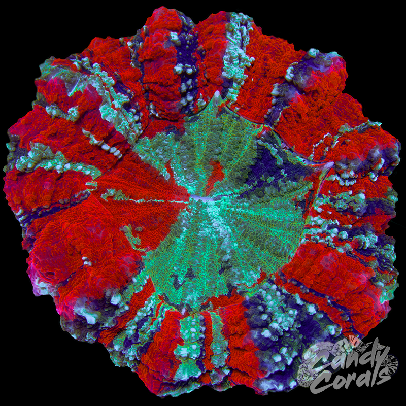 Ultra Acanthophyllia WYSIWYG 70