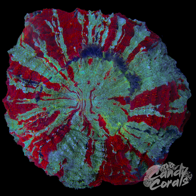 Ultra Rainbow Acanthophyllia WYSIWYG 26