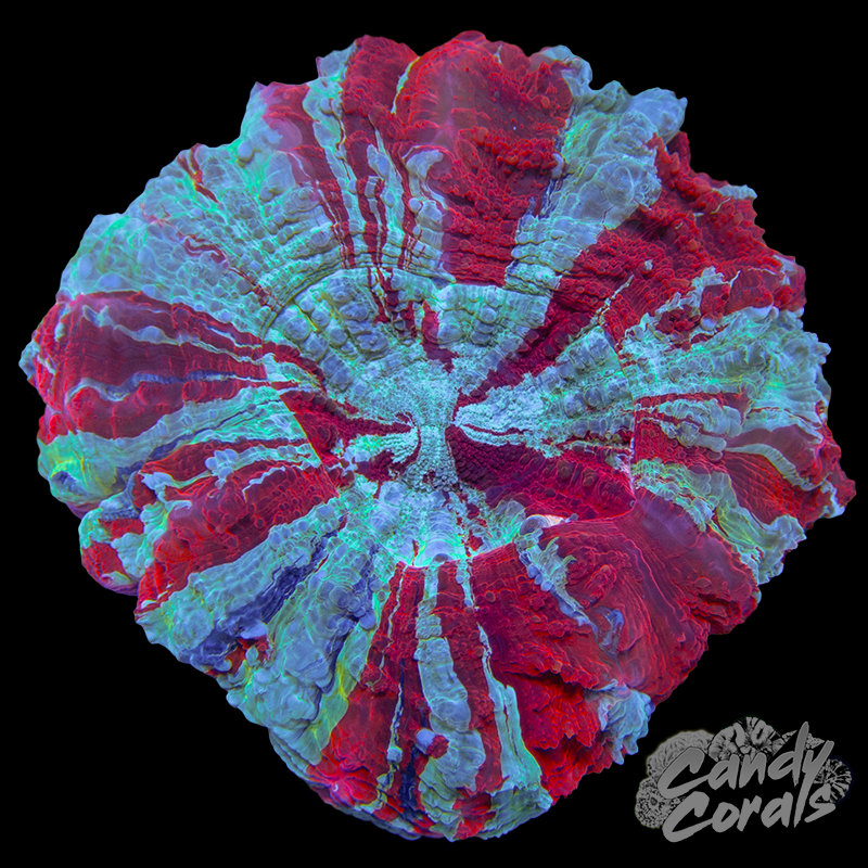 Rainbow Acanthophyllia WYSIWYG 76