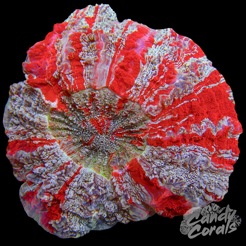 Rainbow Acanthophyllia WYSIWYG 59