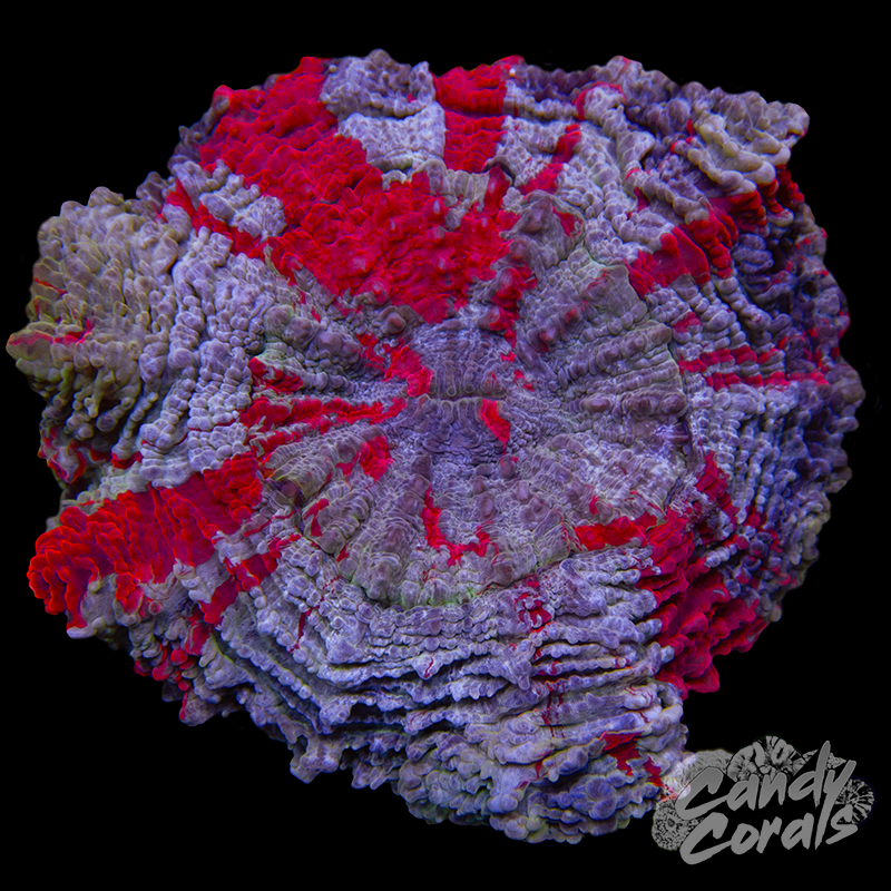 Ultra Acanthophyllia WYSIWYG 49
