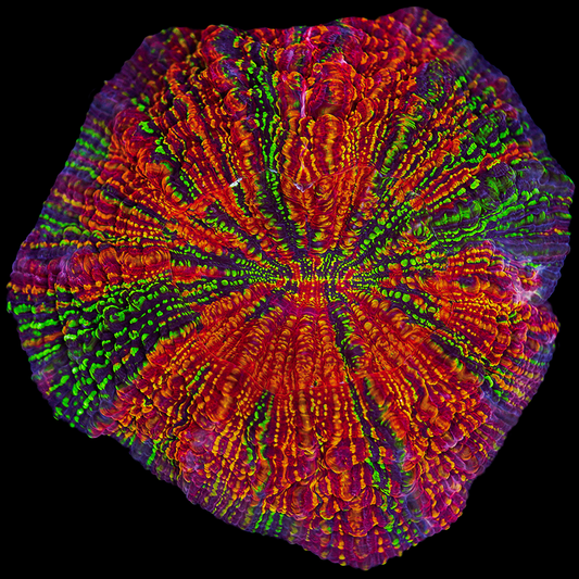 Ultra Rainbow Acanthophyllia WYSIWYG 14
