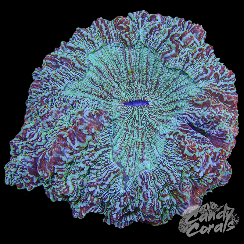 Rainbow Acanthophyllia WYSIWYG 98