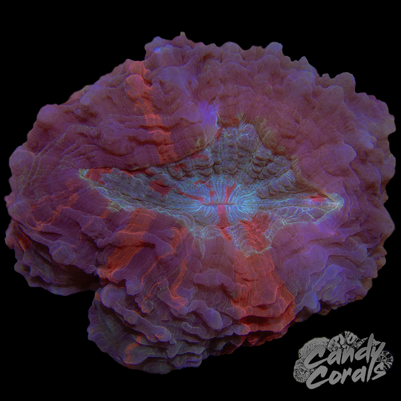 Ultra Rainbow Acanthophyllia WYSIWYG 41