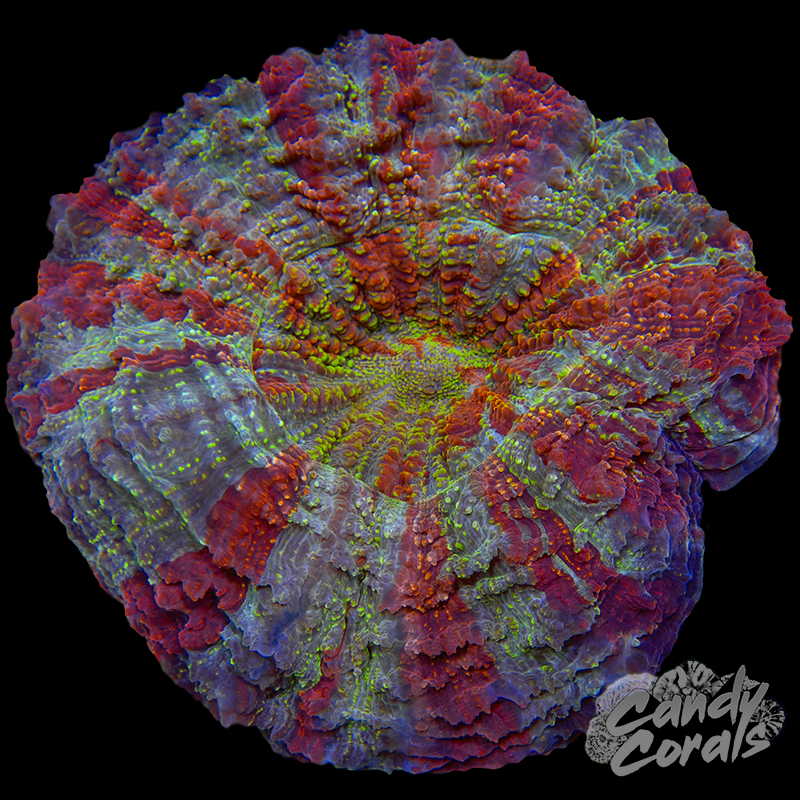 Ultra Rainbow Acanthophyllia WYSIWYG 37