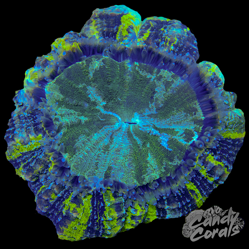Ultra Acanthophyllia WYSIWYG 77