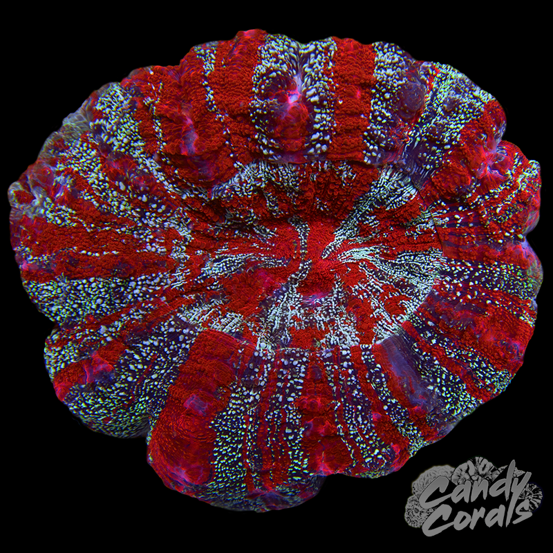 Ultra Rainbow Acanthophyllia WYSIWYG 61