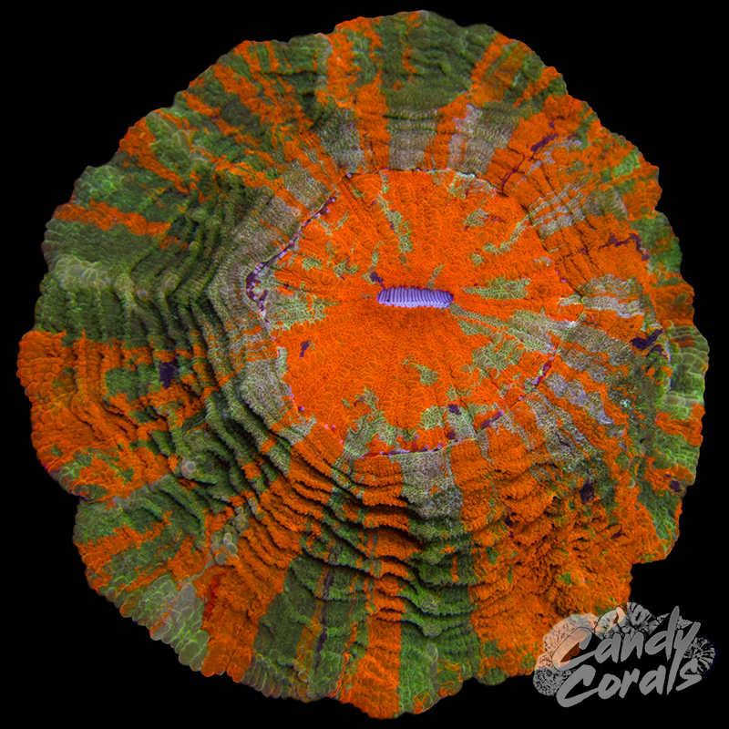 Ultra Rainbow Acanthophyllia WYSIWYG 91